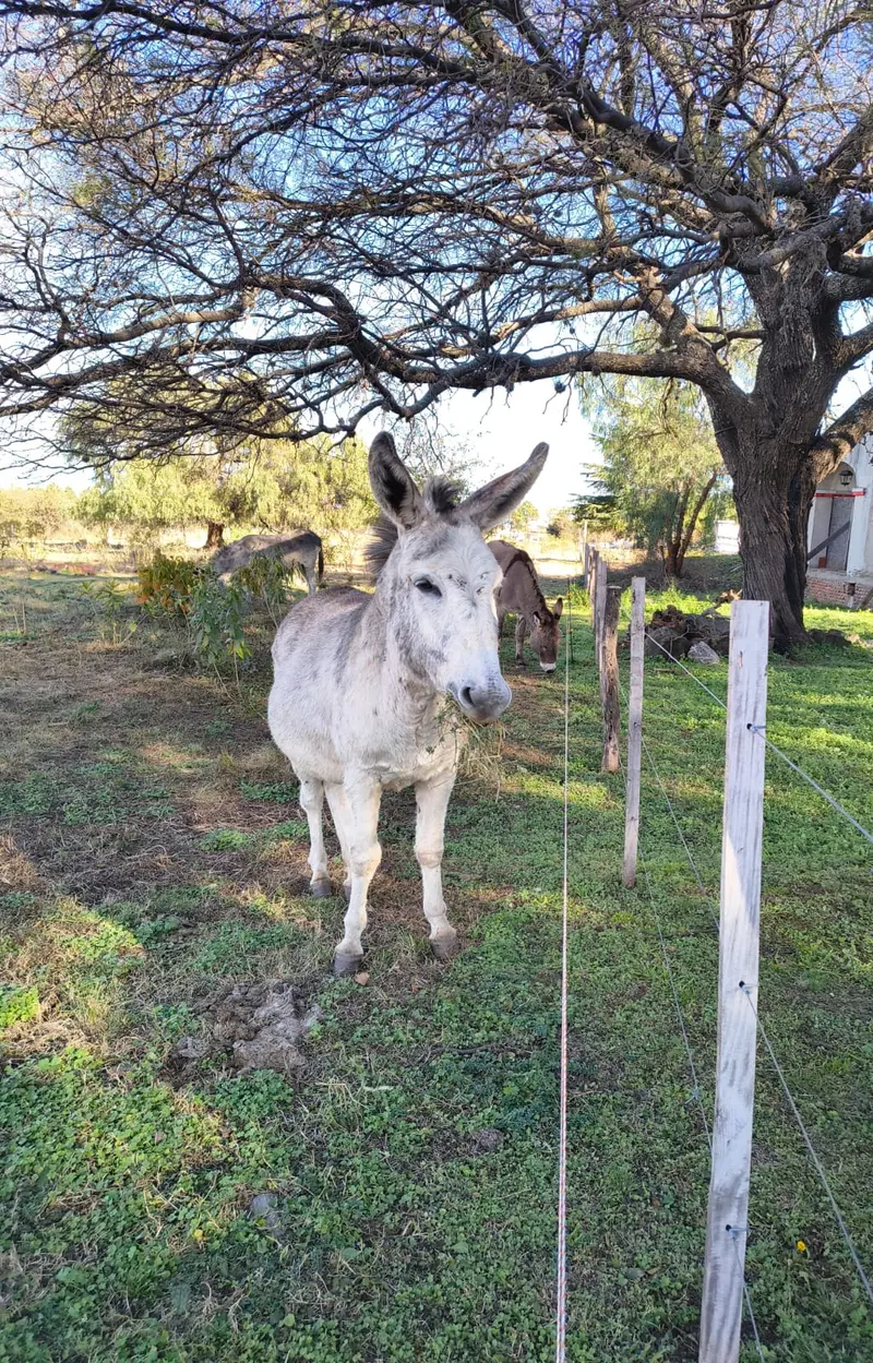 Burro blanco bajo un árbol en la finca