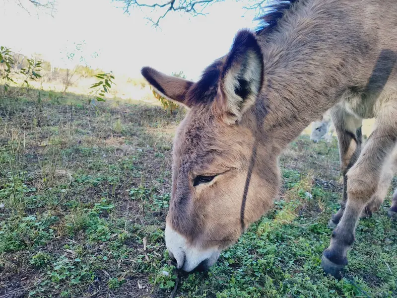 Burro comiendo pasto