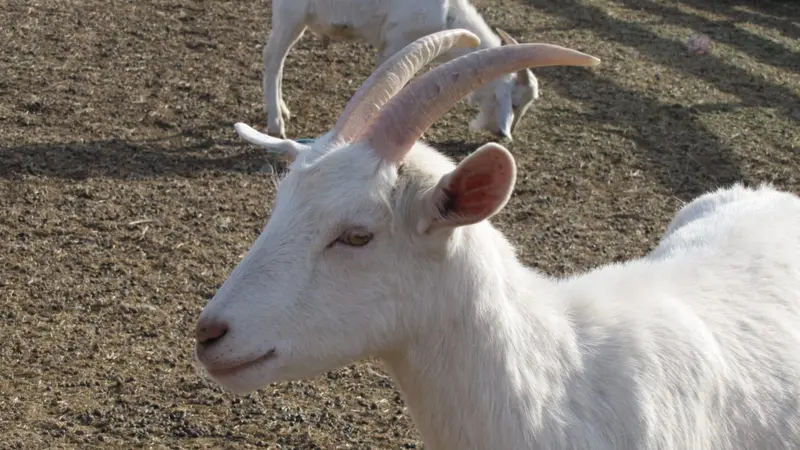 Chiva blanca en la granja de Finca La Vivi