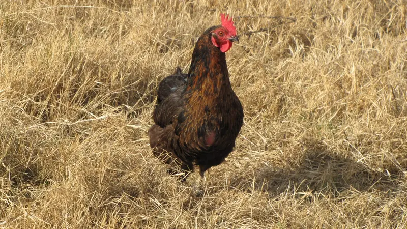 Gallina de campo suelta en la finca