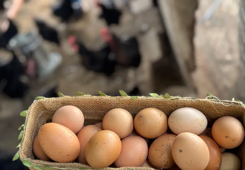 Huevos de gallinas de campo