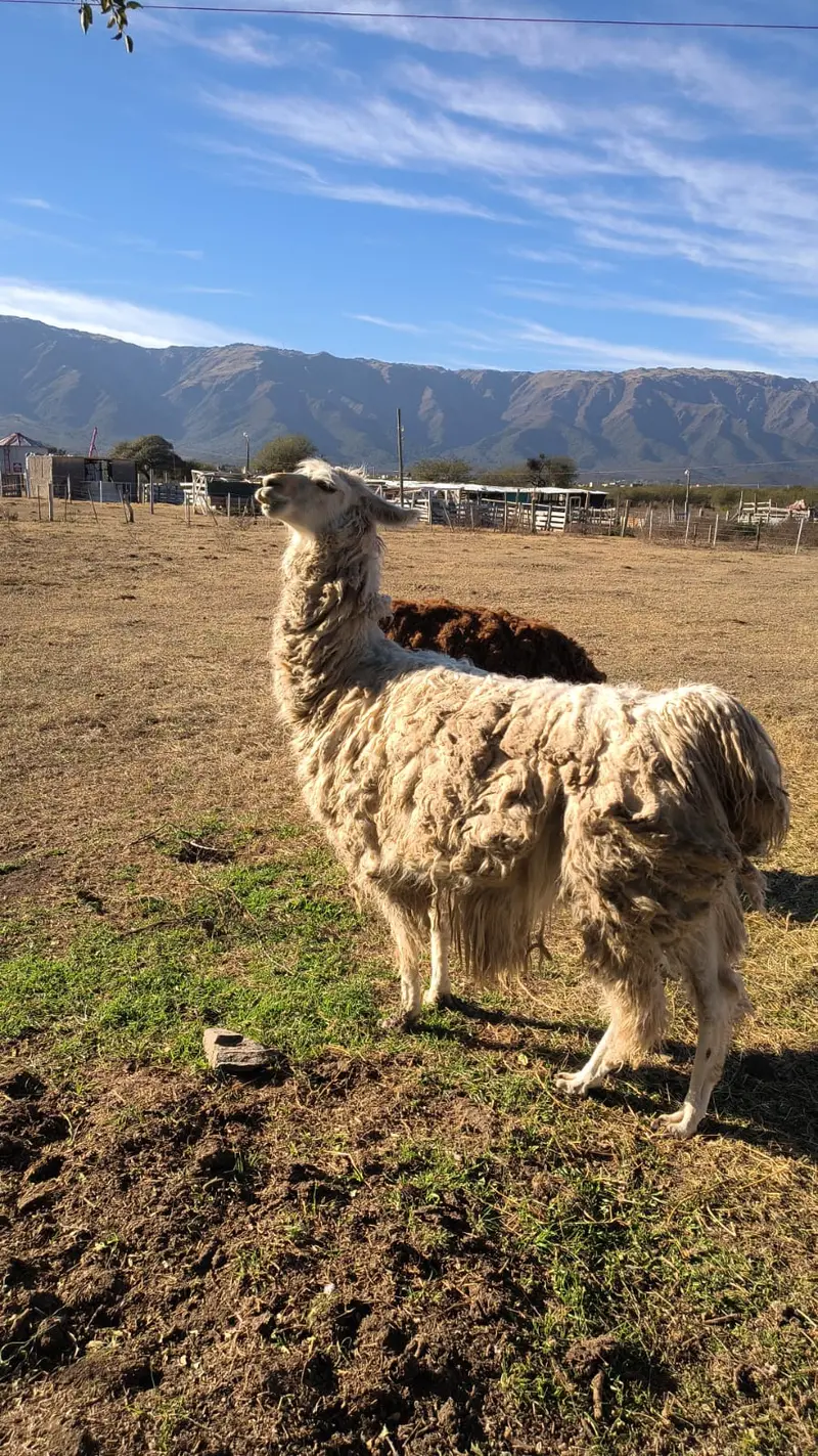 Llama en el corral con las sierras de Merlo de fondo