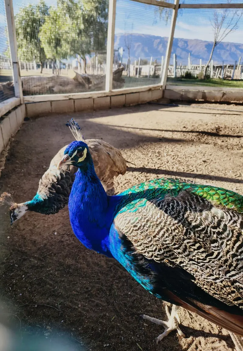 Pavo real paseando por el parque de la finca