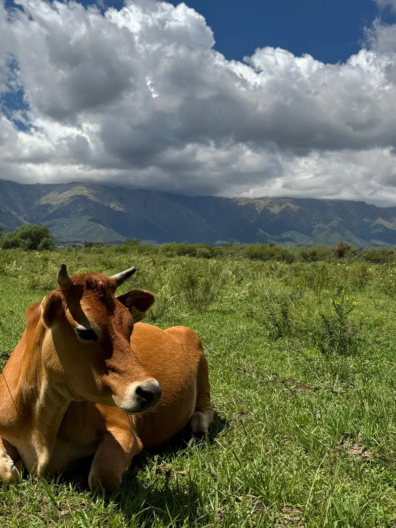 Vaca echada con las sierras de fondo