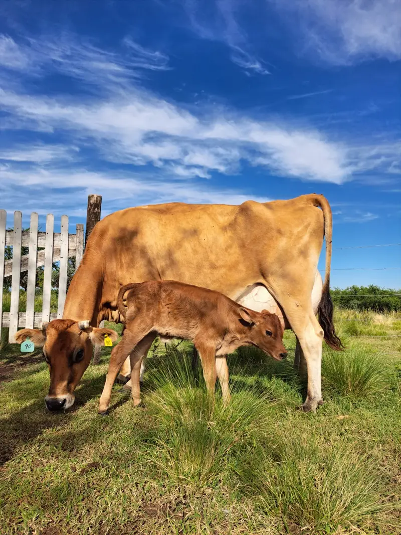 Vaca Jersey con su ternero pastando en la finca