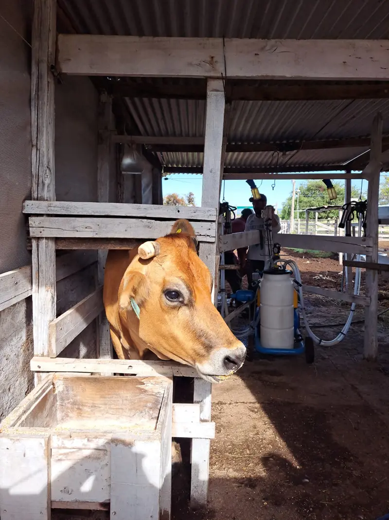 Vaca Jersey en la sala de ordeñe del tambo