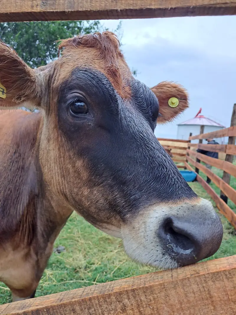 Vaca Jersey de Finca La Vivi en primer plano