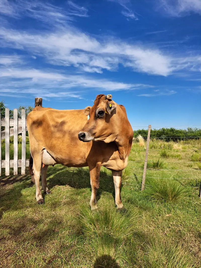 Vacas Jersey pastando en la finca