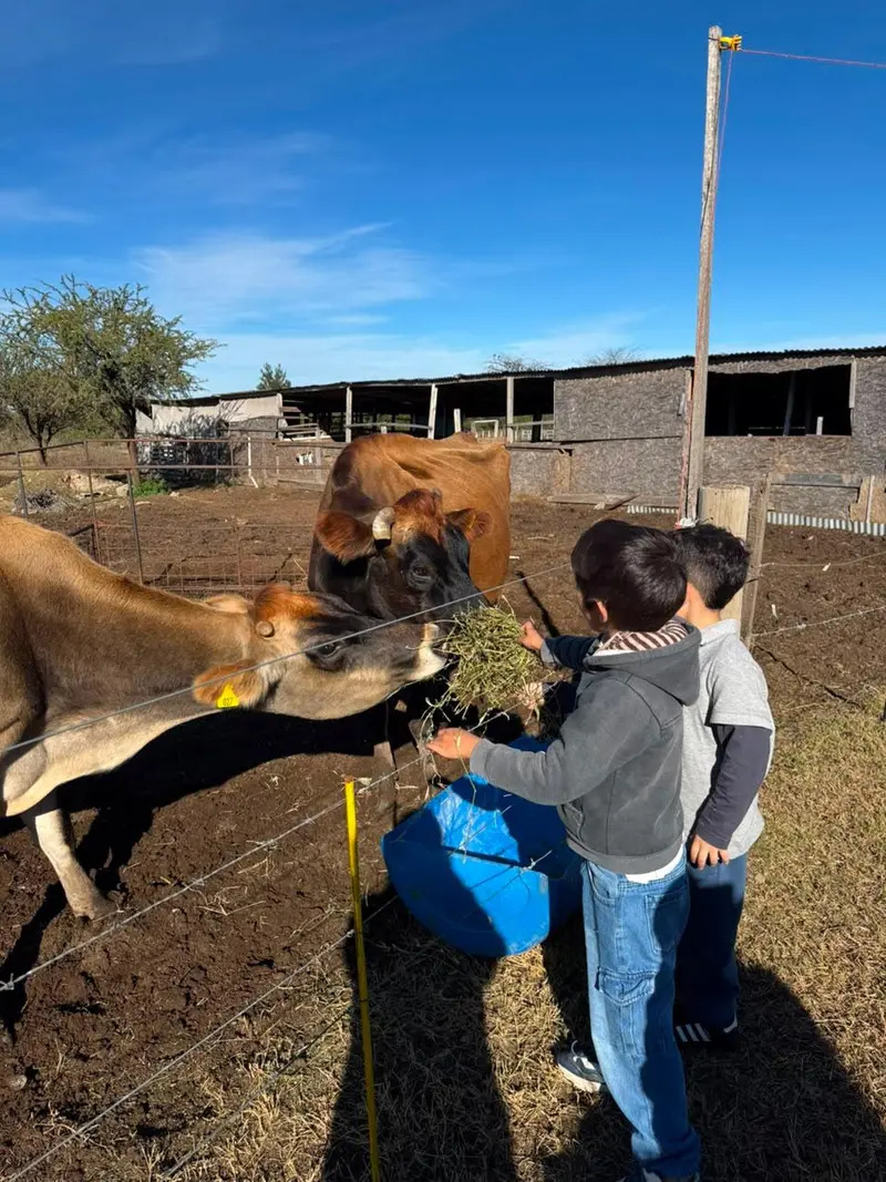 Chicos visitando a las vacas de la granja