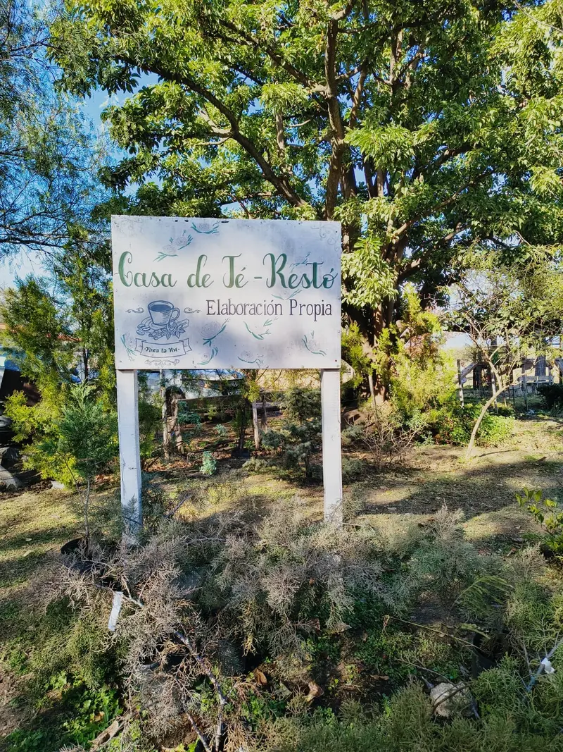 Laguna y pino