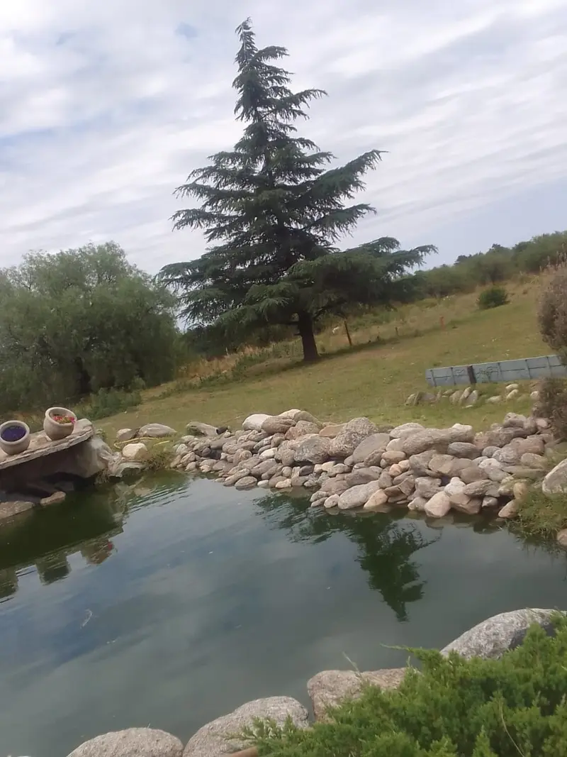 Laguna y pino en el parque