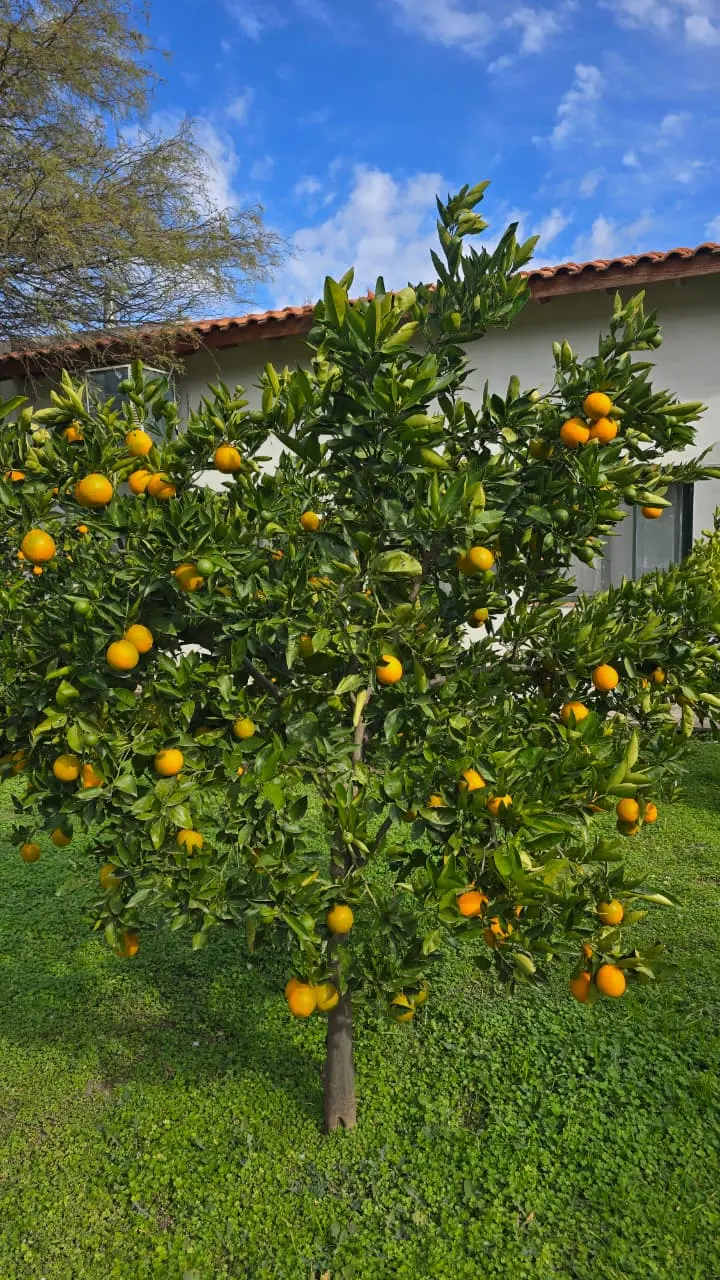 Naranjo con frutos en el parque