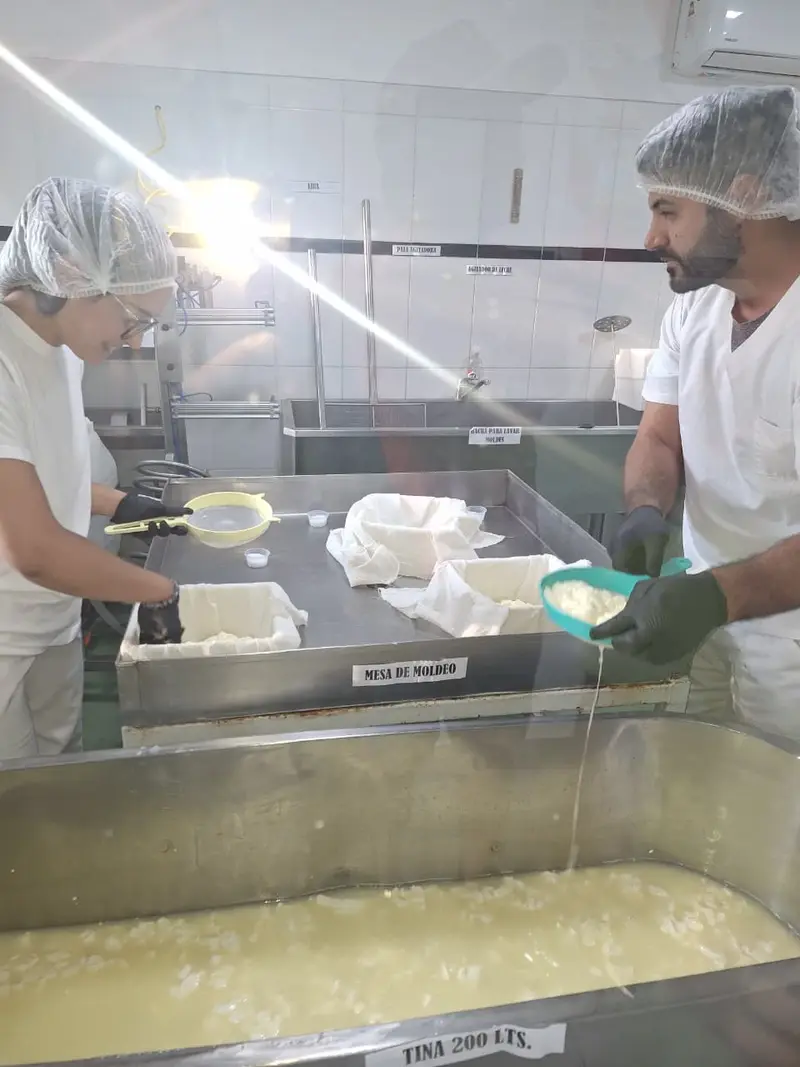 Elaboración de queso en la fábrica de la finca