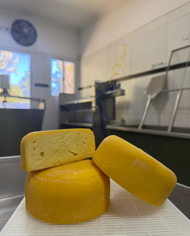 Hormas de queso banquete Finca La Vivi