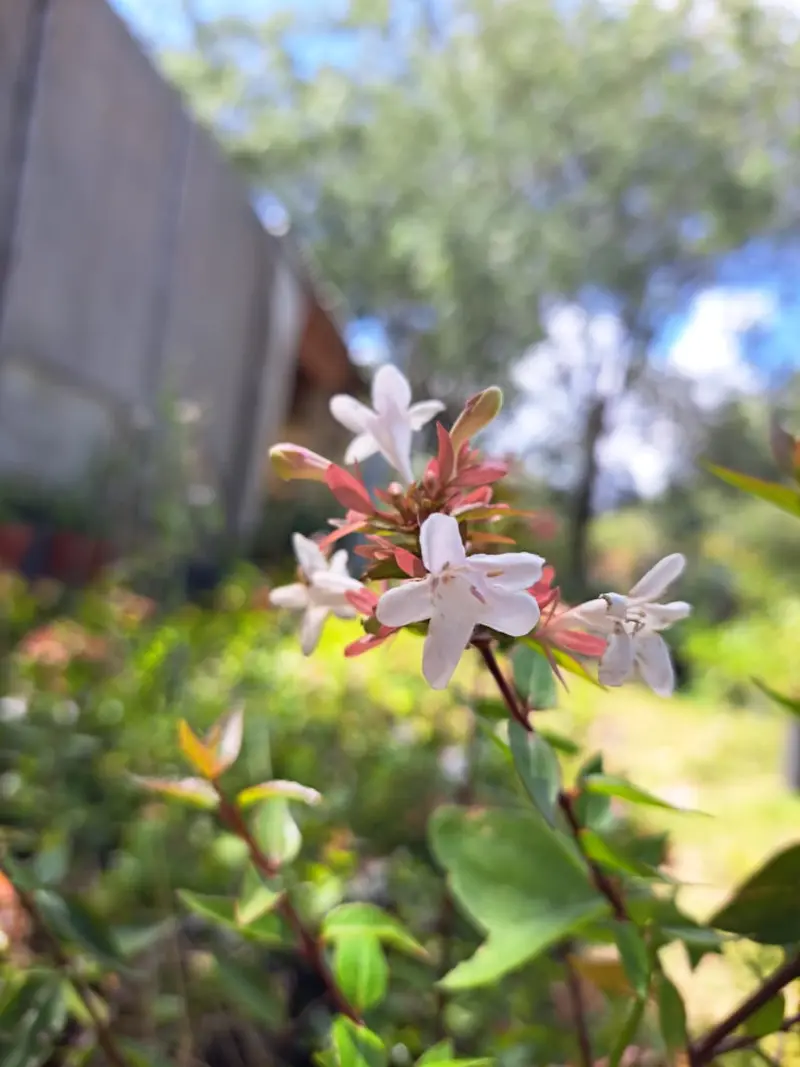 Abelia con flores blancas