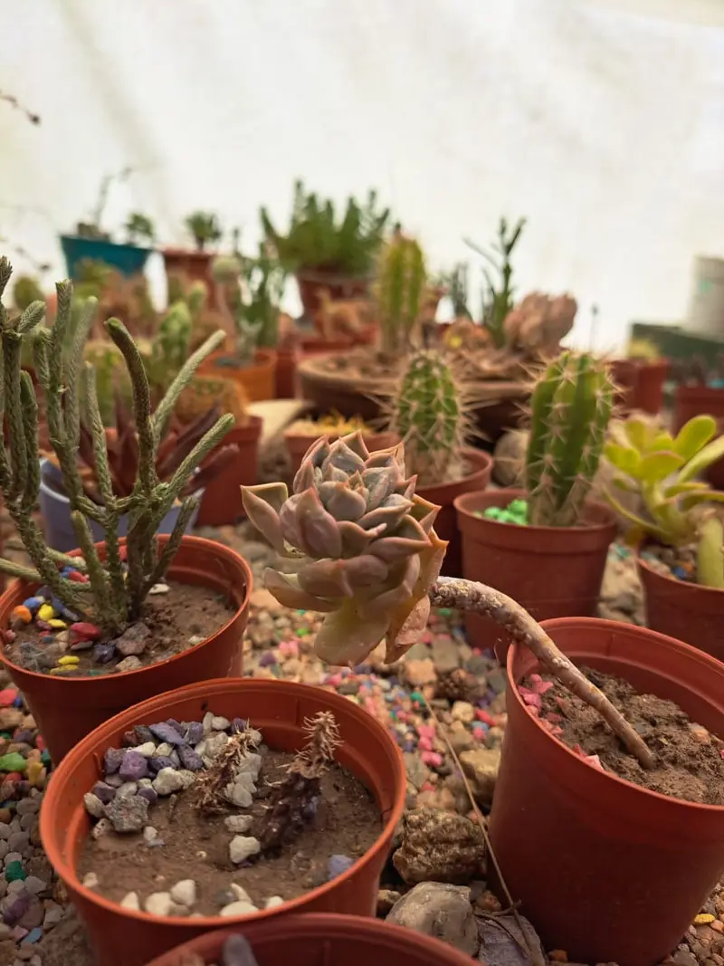 Cactus y suculentas en macetas en el invernadero