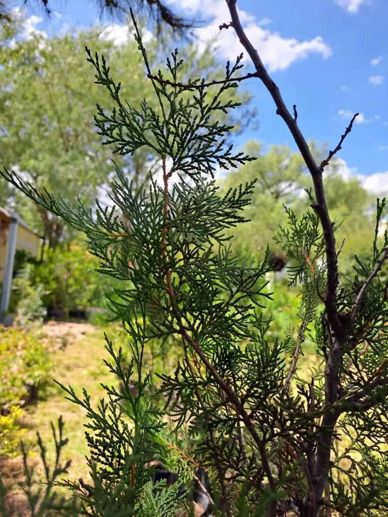 Conífera ornamental en maceta