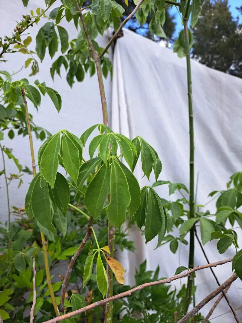Plantín de palo borracho