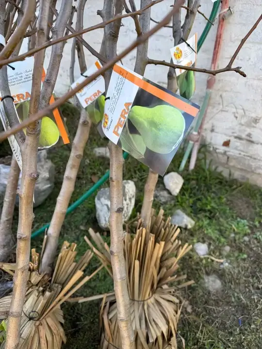 Plantines de peral a raíz desnuda