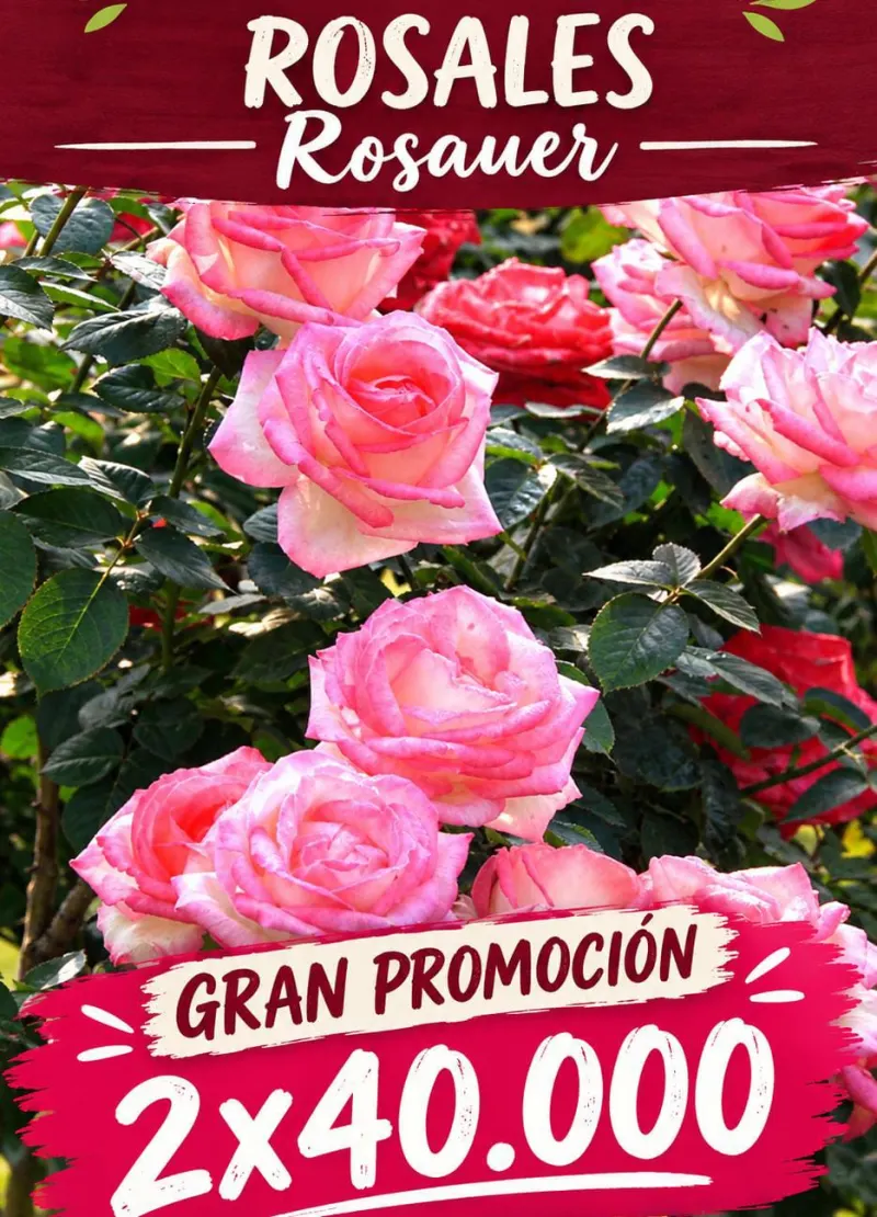 Promor Rosales