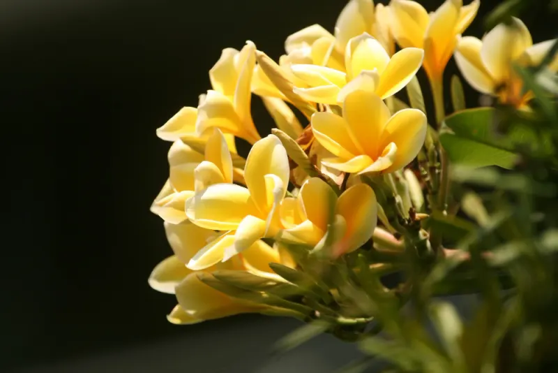 Jazmín amarillo